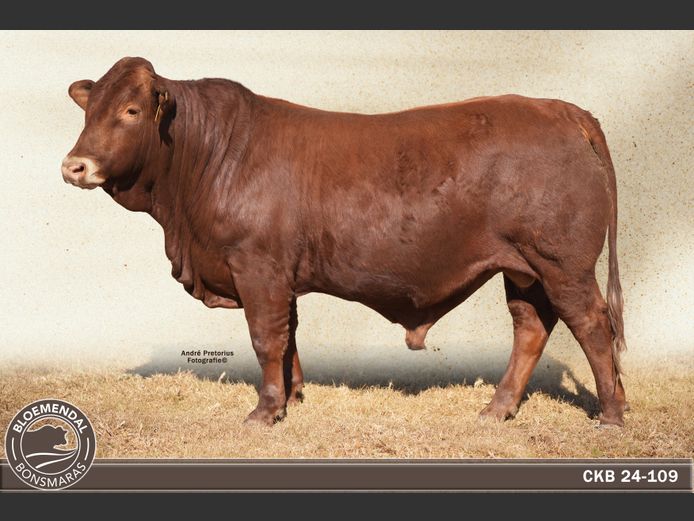 CKB 240109 | CHRIS KRUGELL BLOEMENDAL