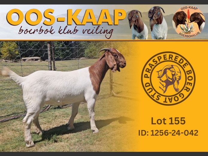 24-042 | Prasperede Boerbok Stoet