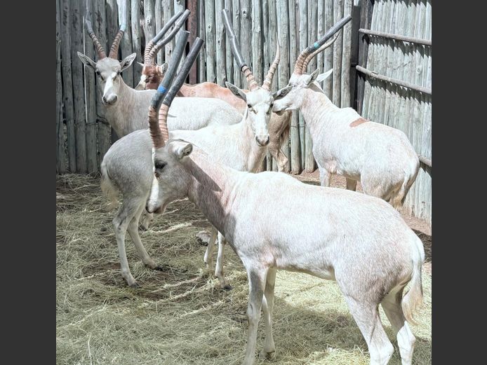 Geel Blesbok Ram