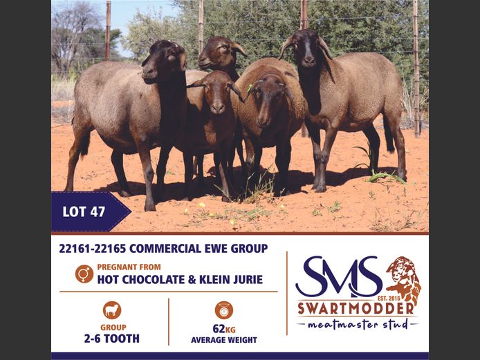 COMMERCIAL EWE GROUP | SWARTMODDER MEATMASTER STUD