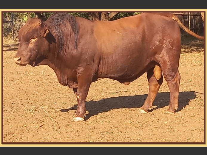Lot 7 BRISTOW BONSMARA 52ND ANNUAL PRODUCTION SALE SwiftVEE Livestock & Cattle cast
