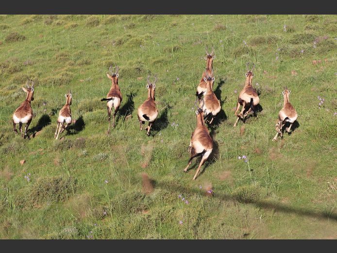 Red Hartebeest Mixed | SANParks - ADDO Elephant National Park