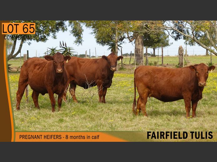 Commercial Animals | FAIRFIELD TULIS