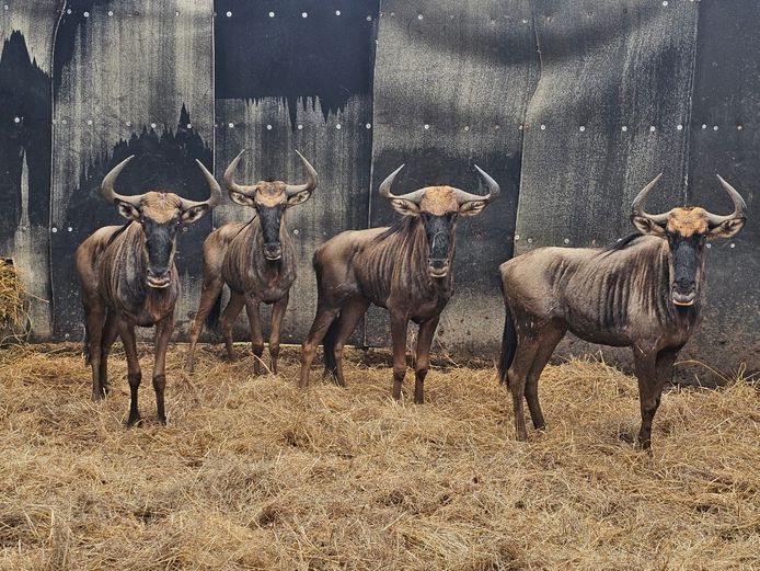 BLOUWILDEBEES | MOONSHINE