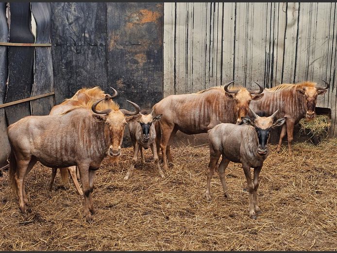 GOUE WILDEBEES | DE KOK BOERDERY