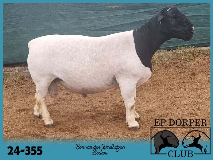 24-355 | Ben van der Westhuizen - Bodam