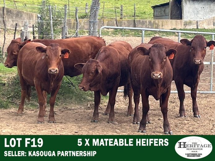 Female Animals | Kasouga Partnership