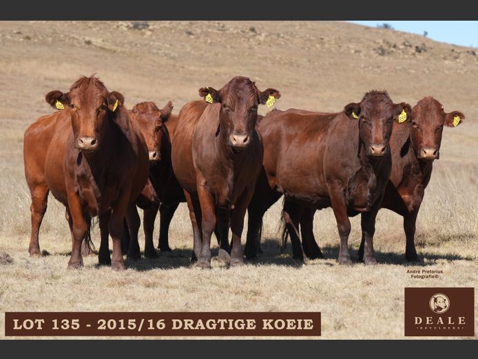 Dragtige koeie
