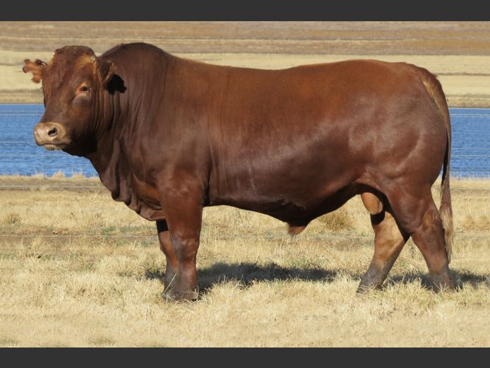 AG220699