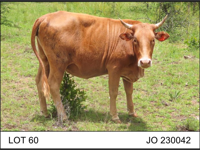 JO 230042 | O.T. JANNASCH