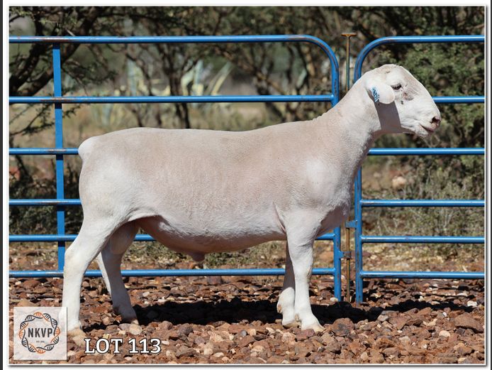 2280 24 0271W | LOUIS J. VAN RENSBURG, H/A MNR. E. VAN RENSBURG