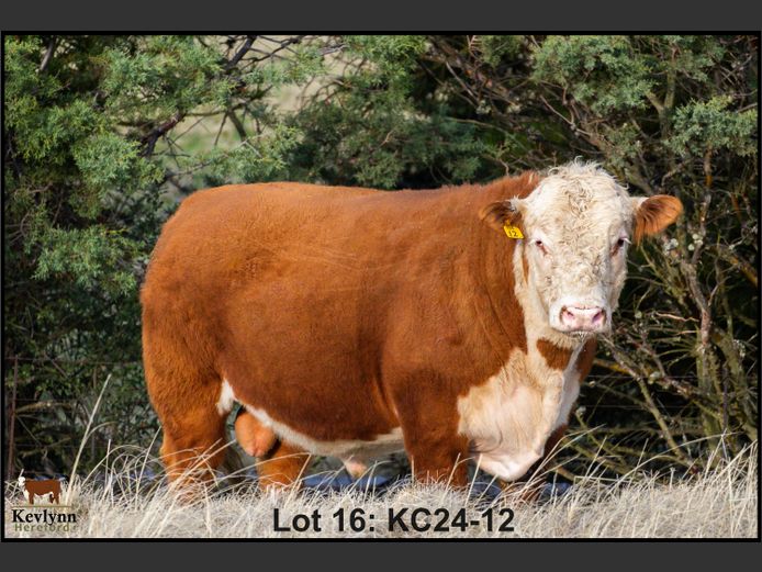 KC240012 PcH