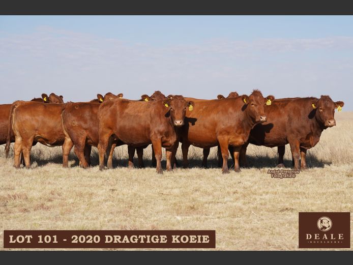 Dragtige Koeie