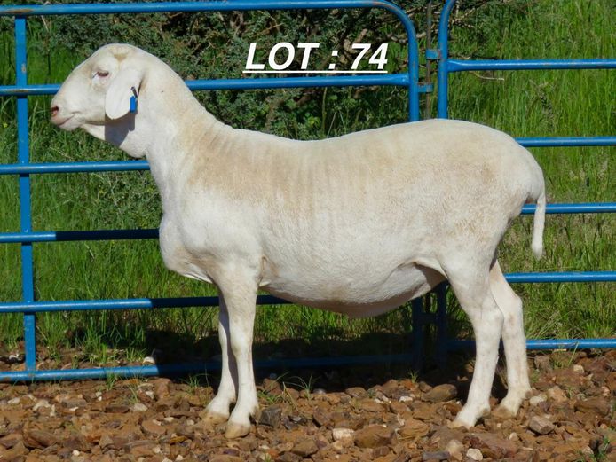 34 24 0073 | MNR. LOUIS VAN RENSBURG, H/A LEEUPUT TRUST