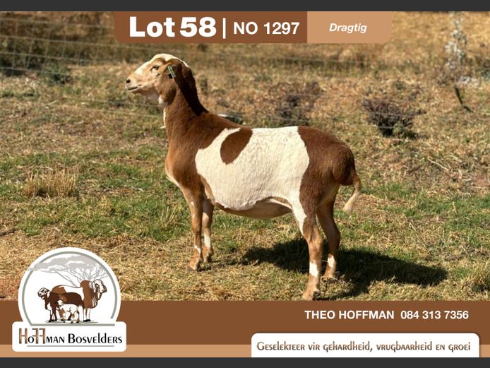 1297 | HOFFMAN BOSVELDERS