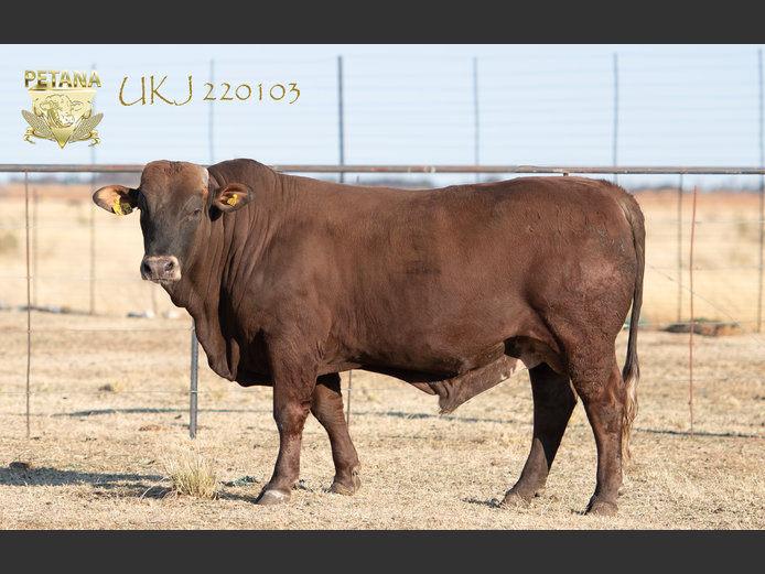 UKJ 220103 | Commercial