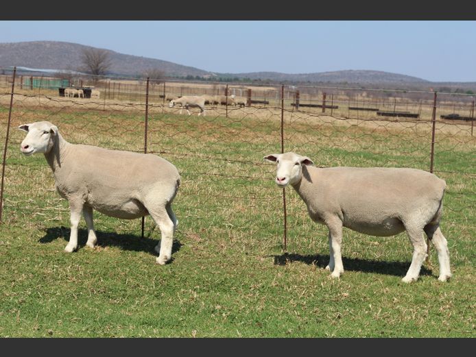 Commercial Animals | Thaba Kwena Dormers
