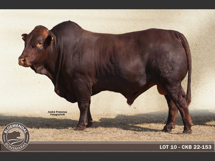CKB220153
