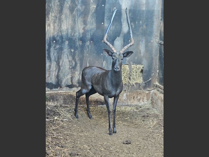SWART ROOIBOK | BODEMLOOS