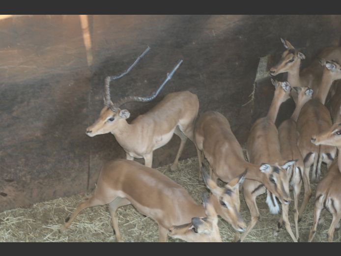 Rooibok