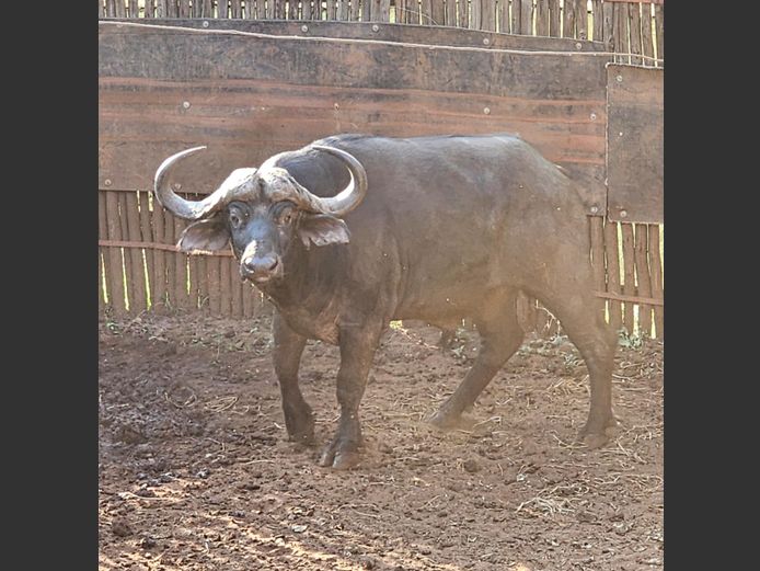BUFFEL  | BIG HORN 1