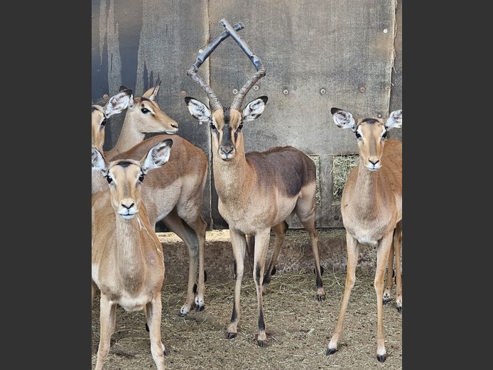 SADDLEBACK IMPALA | GROOTVLEI GB