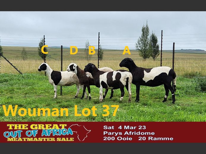 W22144 | Wouman Meatmasters