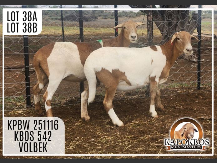 KPBW251116 | Kapokbos Meatmasters