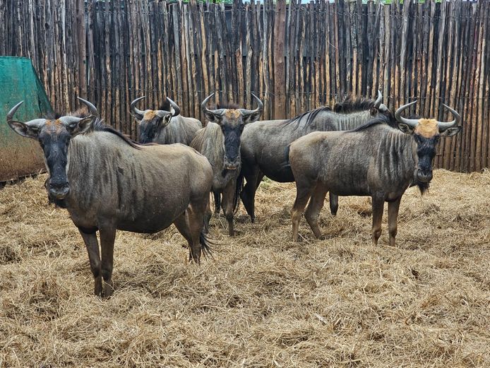 BLUE WILDEBEEST | NUM-NUM