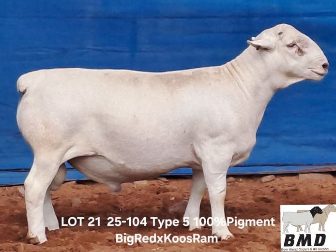 25-104 | BROER MARITZ DORPERS