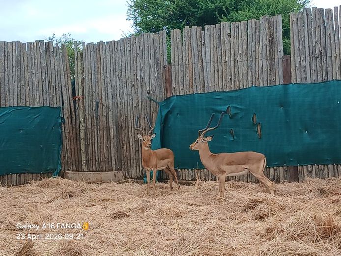 ROOIBOK | EB WILD