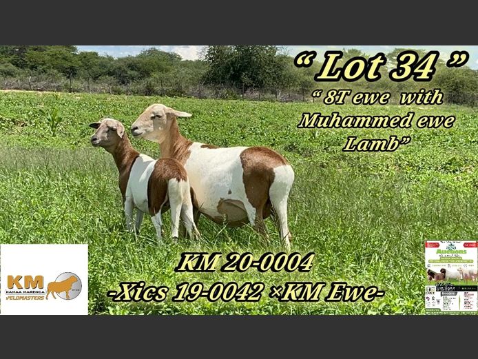 KAMAA MARENGA VELDMASTERS | KM20-0004