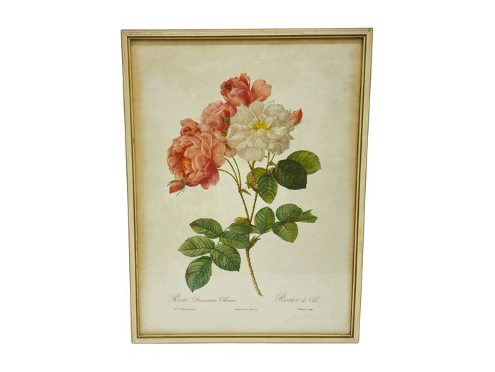 Framed Pierre-Joseph Redouté Botanical Print