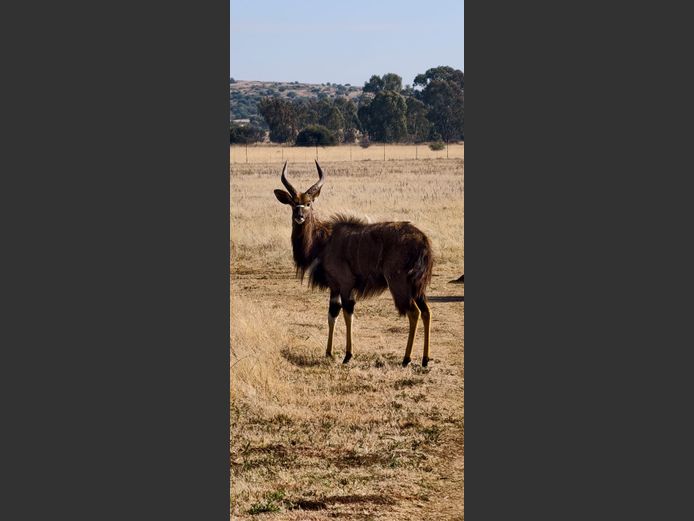 NJALA