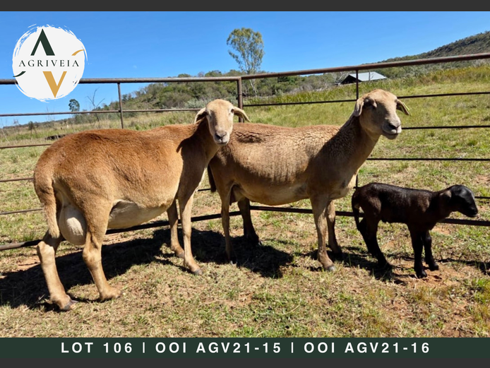 Ewes | Agriveia