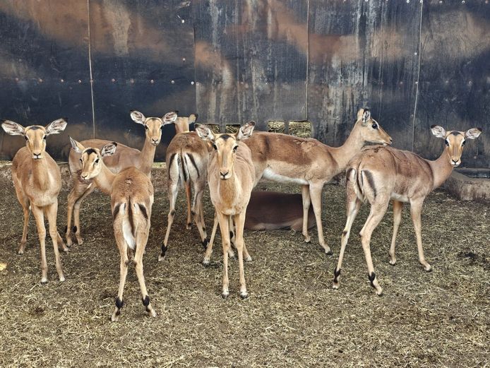 IMPALA | HUGOMOD