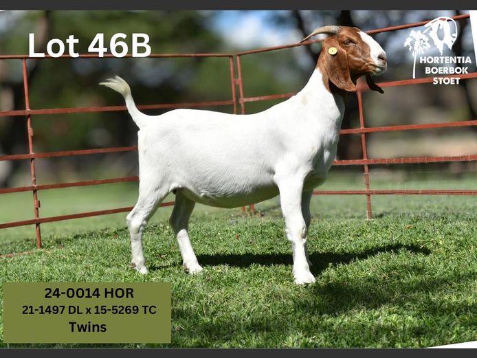 24-0014HOR | HORTENTIA BOERBOK STOET