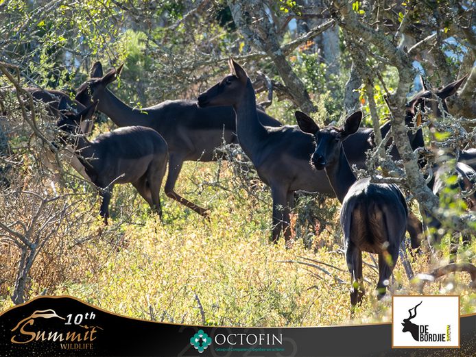 Black Impala Ewes