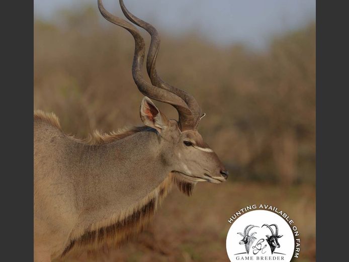 Kudu Bull | WATERBERG PLATO GAME BREEDERS