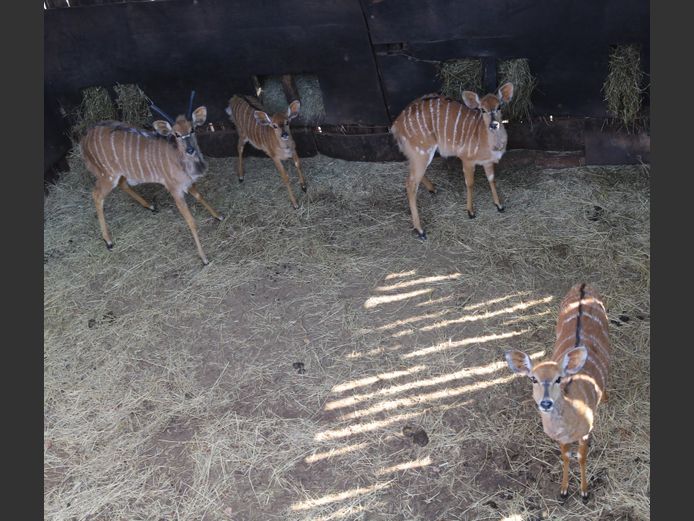 Njala Family