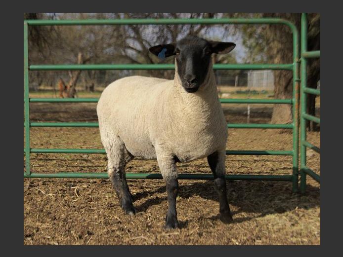 364240017 | TRIO BOERDERY