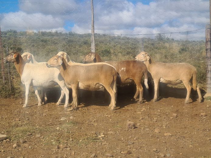 Ewes | Ben Tson