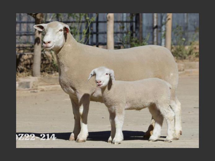 DZ220214 | 2 STEYNS BOERDERY