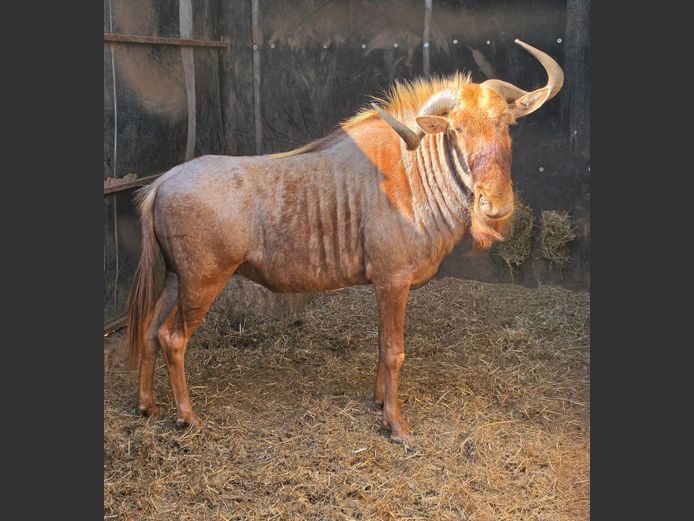 GOUE WILDEBEES | DIPHOFU