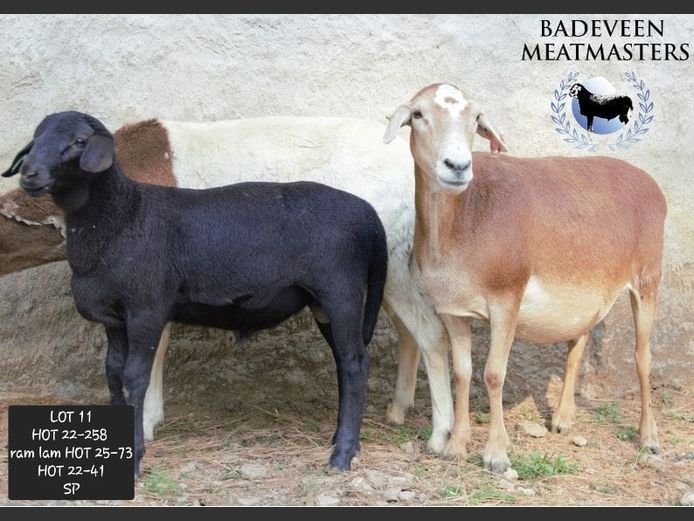 HOT 22-258 | Badeveen Meatmasters