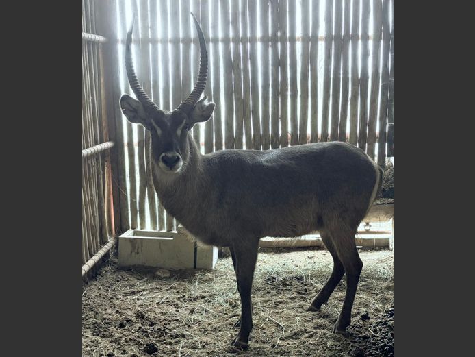 Waterbok Bul