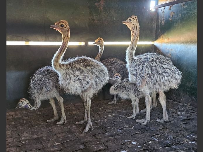 OSTRICHES | LITTLE HUT TRUST