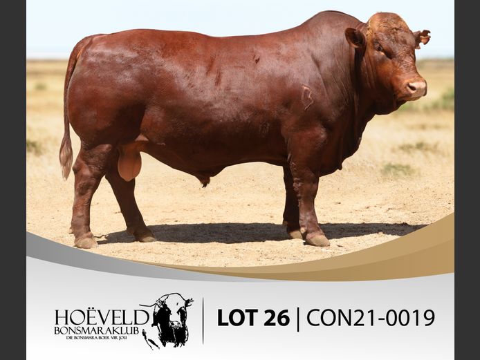 Vroulike Diere | Chris Oosthuizen / W+C Beefmasters
