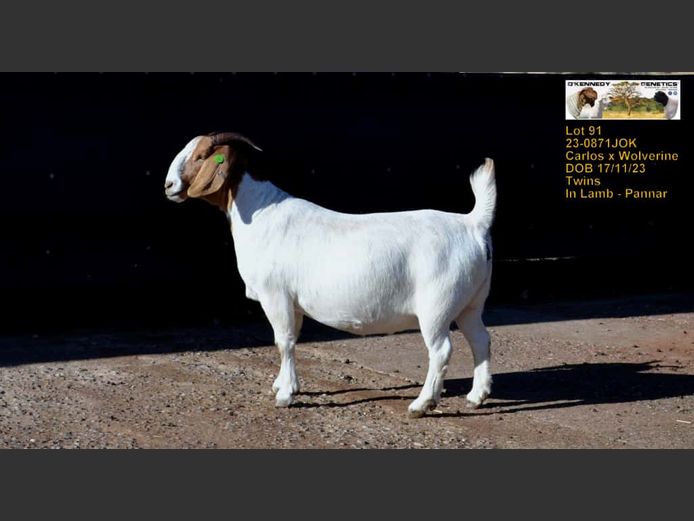 23-0871JOK | O'KENNEDY GENETICS