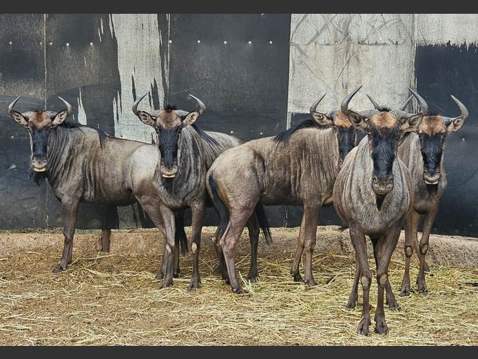 BLUE WILDEBEEST | MABALINGWE